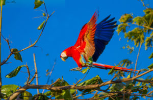 birdtravelguide_bird_07