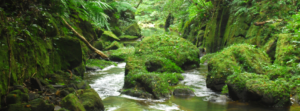 riverBanner