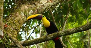 tucan-costa-rica